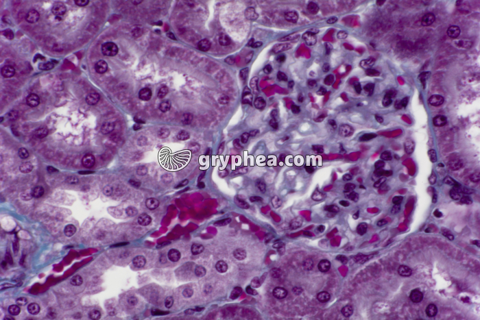 Rein Homme région des glomérules x200 - gryphea.com